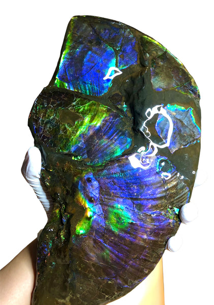 Make an offer or buy it now! AF-83  12.12" Ammonite Fossil - Placenticeras costatum　Ammolite **FREE SHIPPING***価格交渉セール　