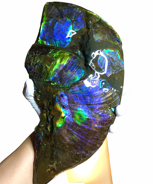 Make an offer or buy it now! AF-83  12.12" Ammonite Fossil - Placenticeras costatum　Ammolite **FREE SHIPPING***価格交渉セール　