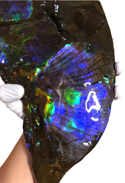 Make an offer or buy it now! AF-83  12.12" Ammonite Fossil - Placenticeras costatum　Ammolite **FREE SHIPPING***価格交渉セール　