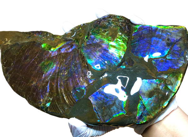 Make an offer or buy it now! AF-83  12.12" Ammonite Fossil - Placenticeras costatum　Ammolite **FREE SHIPPING***価格交渉セール　