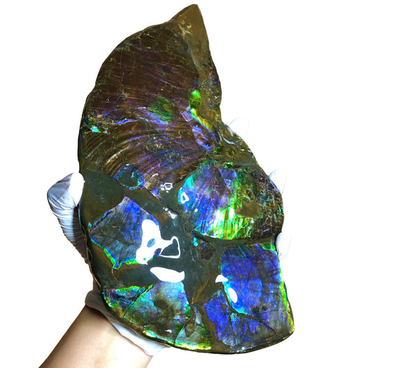 Make an offer or buy it now! AF-83  12.12" Ammonite Fossil - Placenticeras costatum　Ammolite **FREE SHIPPING***価格交渉セール　