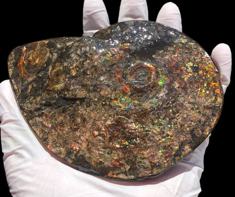 5.3" AF-84  Ammonite Fossil - Placenticeras Meeki　Ammolite **FREE SHIPPING***　