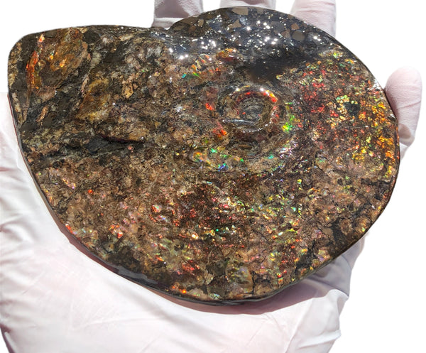 5.3" AF-84  Ammonite Fossil - Placenticeras Meeki　Ammolite **FREE SHIPPING***　