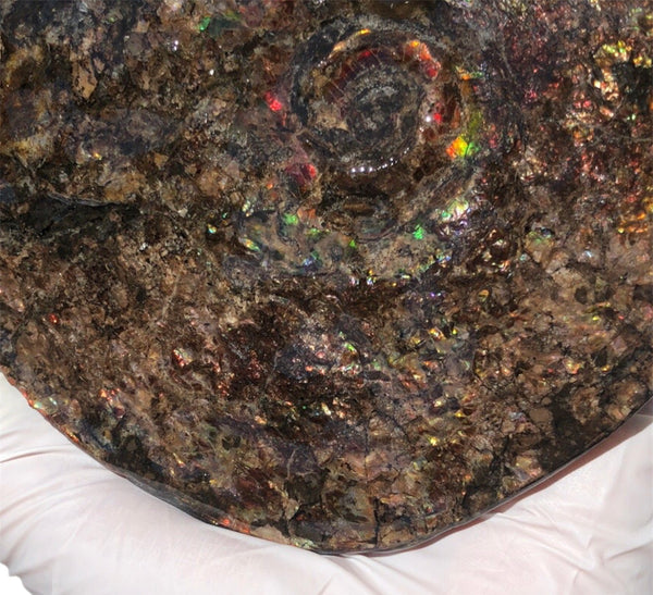 5.3" AF-84  Ammonite Fossil - Placenticeras Meeki　Ammolite **FREE SHIPPING***　