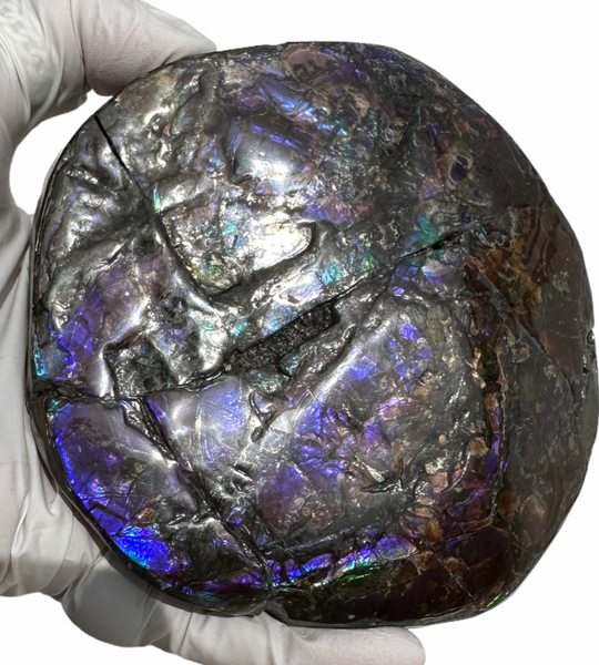 4.33" HIGH Grade Double-Sided Handheld Gem Specimen, Natural Freeform  CS-228 * Ammolite  Free Shipping! ナチュラル　ルース　アンモライトFREE SHIPPING!