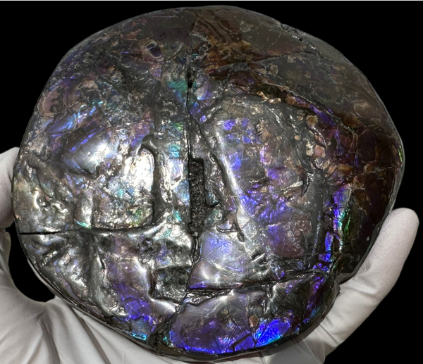 4.33" HIGH Grade Double-Sided Handheld Gem Specimen, Natural Freeform  CS-228 * Ammolite  Free Shipping! ナチュラル　ルース　アンモライトFREE SHIPPING!