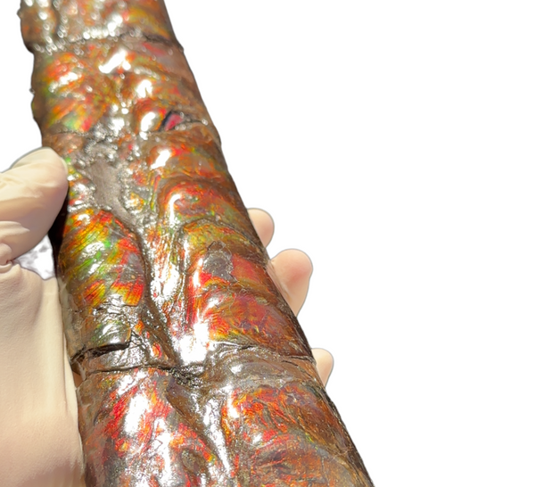 Make an offer or Buy it now! 12.28" Canadian Ammolite Bacculite Fossil Piece Baculites AF-86 バキュライト アンモライト Baculite Free Shipping!!価格交渉あり
