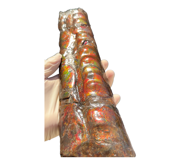 Make an offer or Buy it now! 12.28" Canadian Ammolite Bacculite Fossil Piece Baculites AF-86 バキュライト アンモライト Baculite Free Shipping!!価格交渉あり