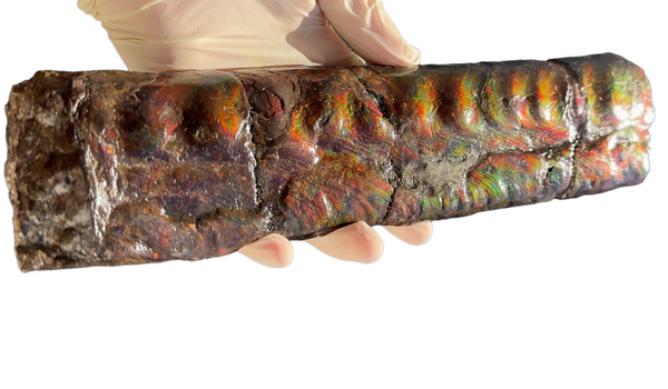 Make an offer or Buy it now! 12.28" Canadian Ammolite Bacculite Fossil Piece Baculites AF-86 バキュライト アンモライト Baculite Free Shipping!!価格交渉あり