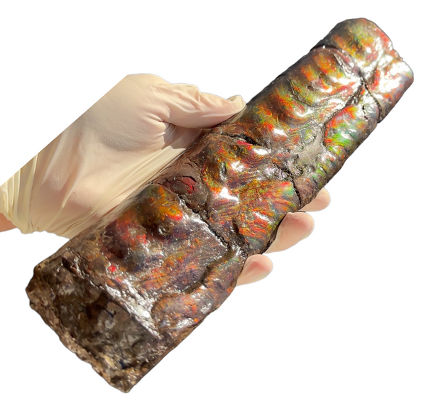Make an offer or Buy it now! 12.28" Canadian Ammolite Bacculite Fossil Piece Baculites AF-86 バキュライト アンモライト Baculite Free Shipping!!価格交渉あり