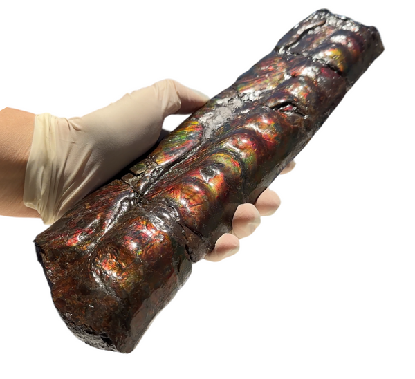 Make an offer or Buy it now! 12.28" Canadian Ammolite Bacculite Fossil Piece Baculites AF-86 バキュライト アンモライト Baculite Free Shipping!!価格交渉あり