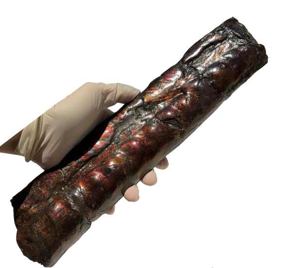 Make an offer or Buy it now! 12.28" Canadian Ammolite Bacculite Fossil Piece Baculites AF-86 バキュライト アンモライト Baculite Free Shipping!!価格交渉あり