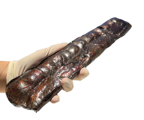 Make an offer or Buy it now! 12.28" Canadian Ammolite Bacculite Fossil Piece Baculites AF-86 バキュライト アンモライト Baculite Free Shipping!!価格交渉あり