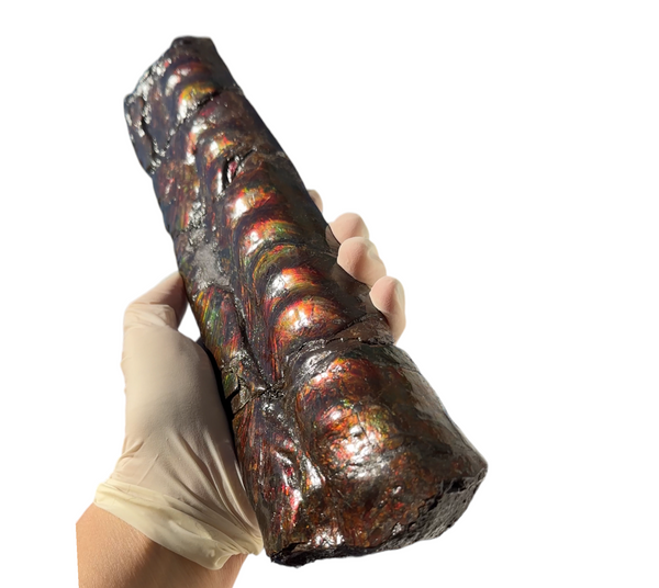 Make an offer or Buy it now! 12.28" Canadian Ammolite Bacculite Fossil Piece Baculites AF-86 バキュライト アンモライト Baculite Free Shipping!!価格交渉あり