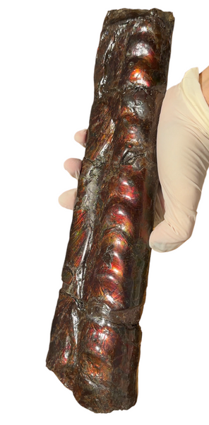 Make an offer or Buy it now! 12.28" Canadian Ammolite Bacculite Fossil Piece Baculites AF-86 バキュライト アンモライト Baculite Free Shipping!!価格交渉あり