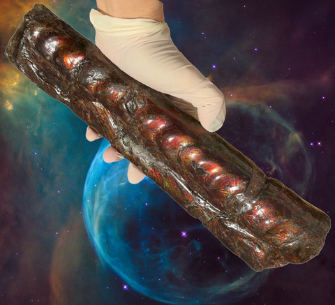 Make an offer or Buy it now! 12.28" Canadian Ammolite Bacculite Fossil Piece Baculites AF-86 バキュライト アンモライト Baculite Free Shipping!!価格交渉あり