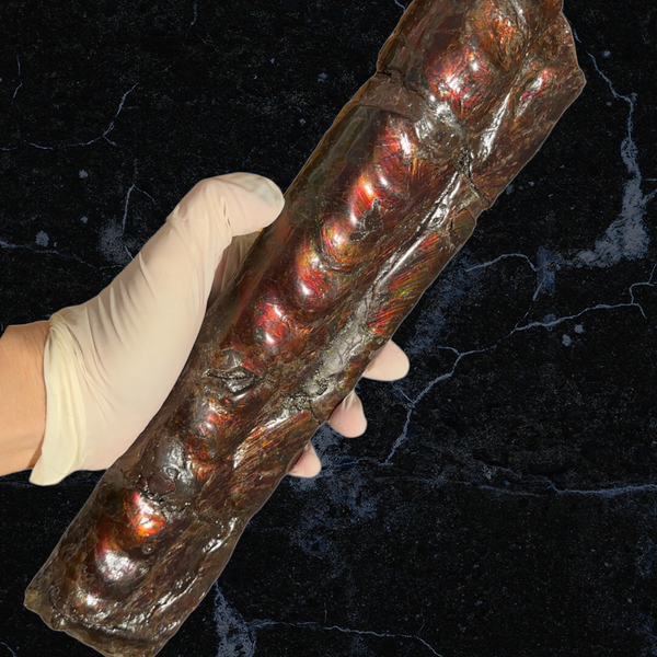 Make an offer or Buy it now! 12.28" Canadian Ammolite Bacculite Fossil Piece Baculites AF-86 バキュライト アンモライト Baculite Free Shipping!!価格交渉あり