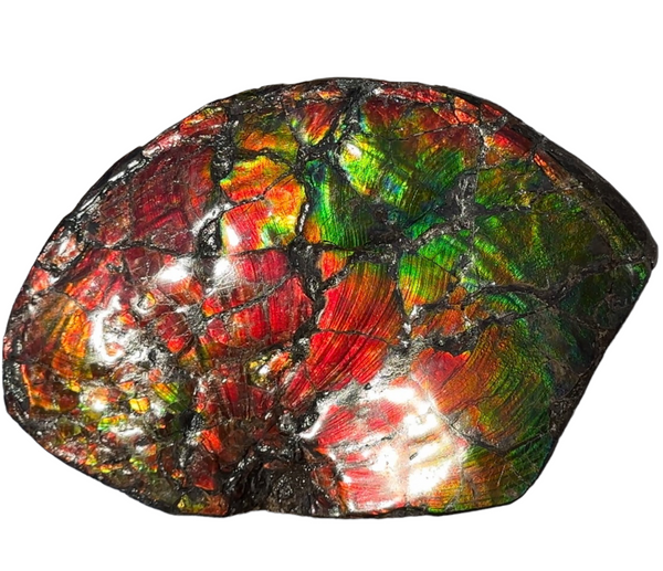 AF-87  Ammonite Fossil - Placenticeras Meeki　Ammolite **FREE SHIPPING***　