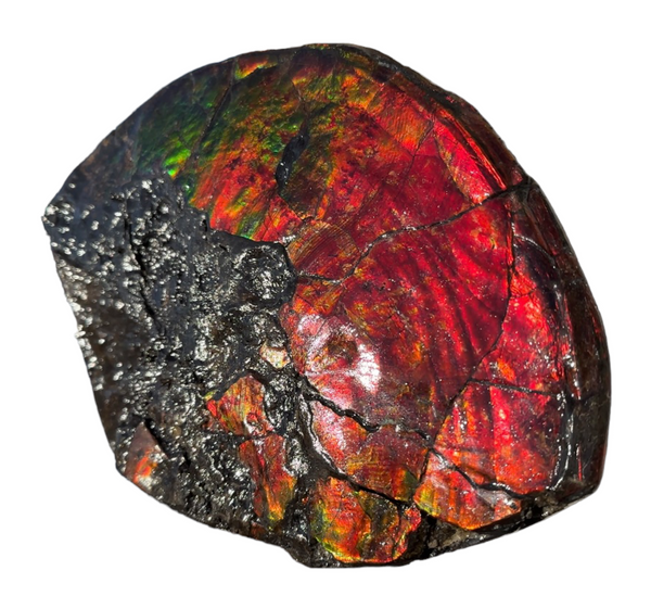 AF-87  Ammonite Fossil - Placenticeras Meeki　Ammolite **FREE SHIPPING***　