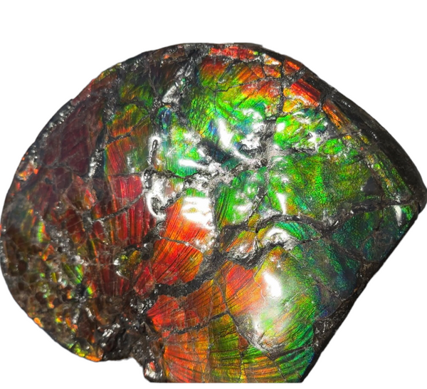 AF-87  Ammonite Fossil - Placenticeras Meeki　Ammolite **FREE SHIPPING***　