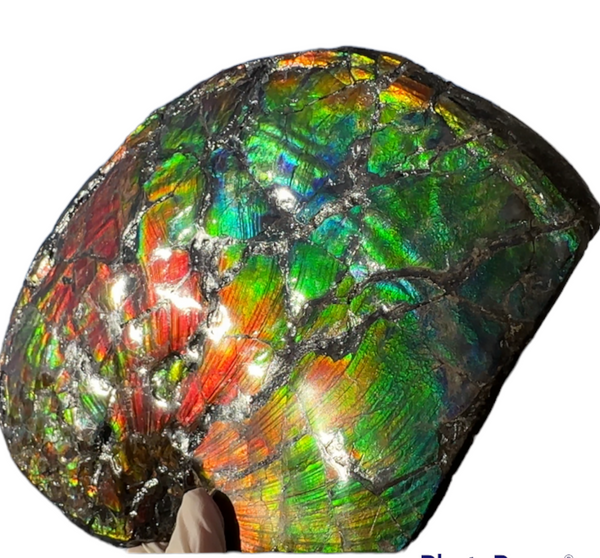 AF-87  Ammonite Fossil - Placenticeras Meeki　Ammolite **FREE SHIPPING***　