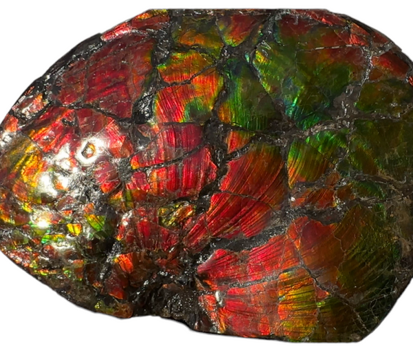 AF-87  Ammonite Fossil - Placenticeras Meeki　Ammolite **FREE SHIPPING***　