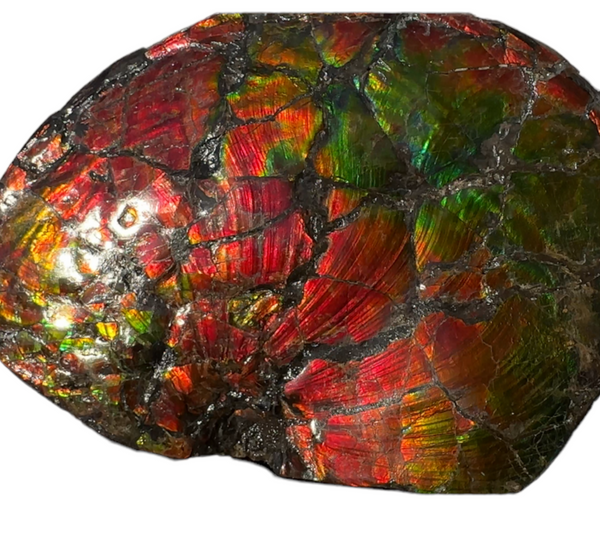 AF-87  Ammonite Fossil - Placenticeras Meeki　Ammolite **FREE SHIPPING***　