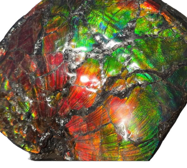AF-87  Ammonite Fossil - Placenticeras Meeki　Ammolite **FREE SHIPPING***　