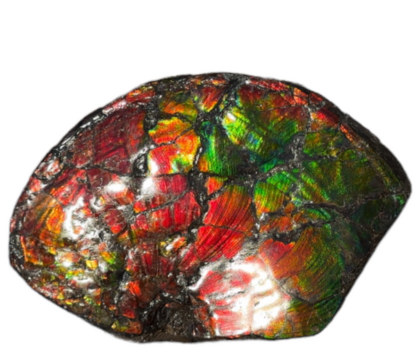 AF-87  Ammonite Fossil - Placenticeras Meeki　Ammolite **FREE SHIPPING***　