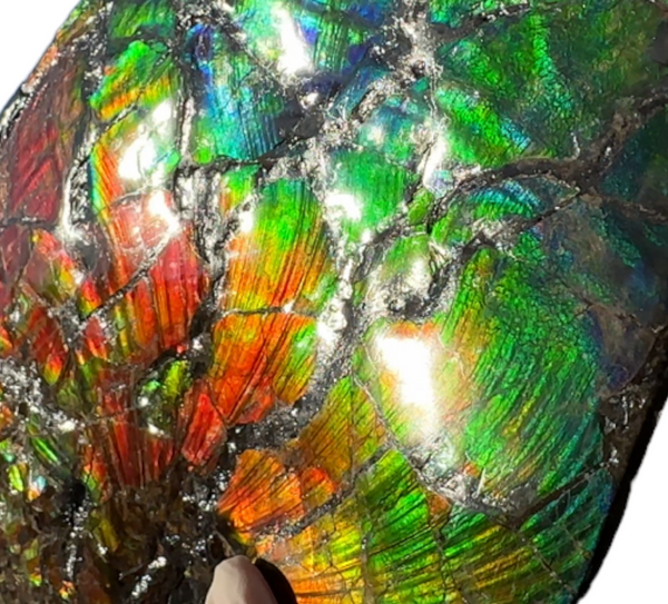 AF-87  Ammonite Fossil - Placenticeras Meeki　Ammolite **FREE SHIPPING***　