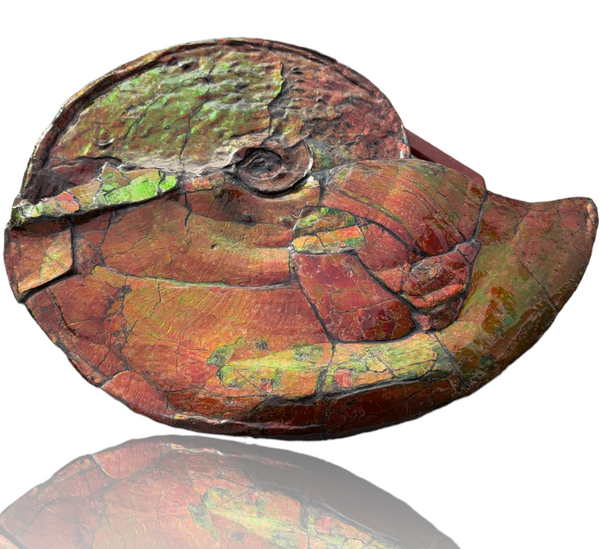 【★SALE★】AF-88  18.5" Ammonite Fossil - Placenticeras costatum　Ammolite **FREE SHIPPING***　
