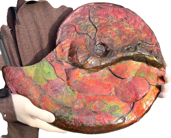【★SALE★】AF-88  18.5" Ammonite Fossil - Placenticeras costatum　Ammolite **FREE SHIPPING***　