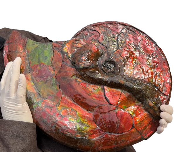 【★SALE★】AF-88  18.5" Ammonite Fossil - Placenticeras costatum　Ammolite **FREE SHIPPING***　