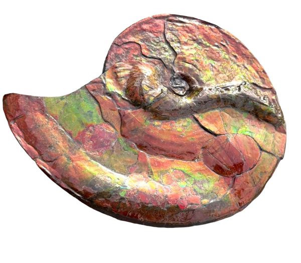 【★SALE★】AF-88  18.5" Ammonite Fossil - Placenticeras costatum　Ammolite **FREE SHIPPING***　