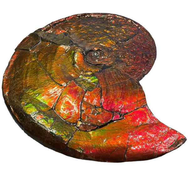 【★SALE★】AF-88  18.5" Ammonite Fossil - Placenticeras costatum　Ammolite **FREE SHIPPING***　