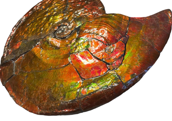 【★SALE★】AF-88  18.5" Ammonite Fossil - Placenticeras costatum　Ammolite **FREE SHIPPING***　