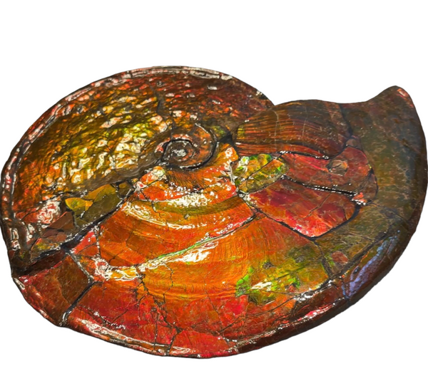 【★SALE★】AF-88  18.5" Ammonite Fossil - Placenticeras costatum　Ammolite **FREE SHIPPING***　