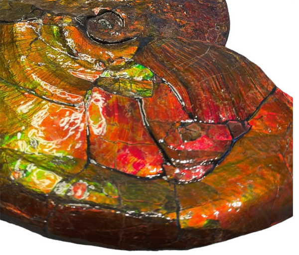 【★SALE★】AF-88  18.5" Ammonite Fossil - Placenticeras costatum　Ammolite **FREE SHIPPING***　