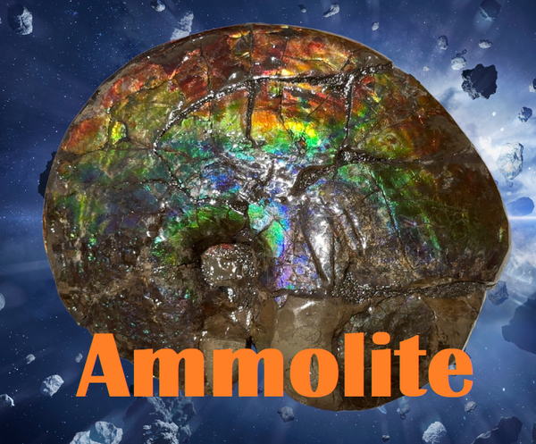 AF-89   Ammonite Fossil - Placenticeras meeki　Ammolite **FREE SHIPPING***　