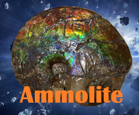 AF-89   Ammonite Fossil - Placenticeras meeki　Ammolite **FREE SHIPPING***　