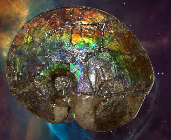 AF-89   Ammonite Fossil - Placenticeras meeki　Ammolite **FREE SHIPPING***　