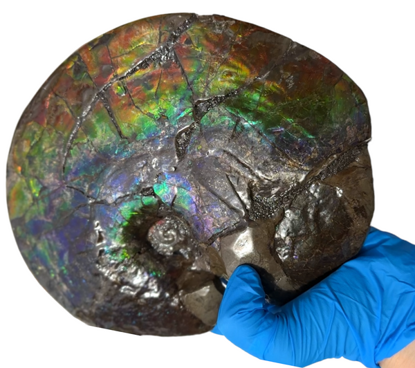 AF-89   Ammonite Fossil - Placenticeras meeki　Ammolite **FREE SHIPPING***　