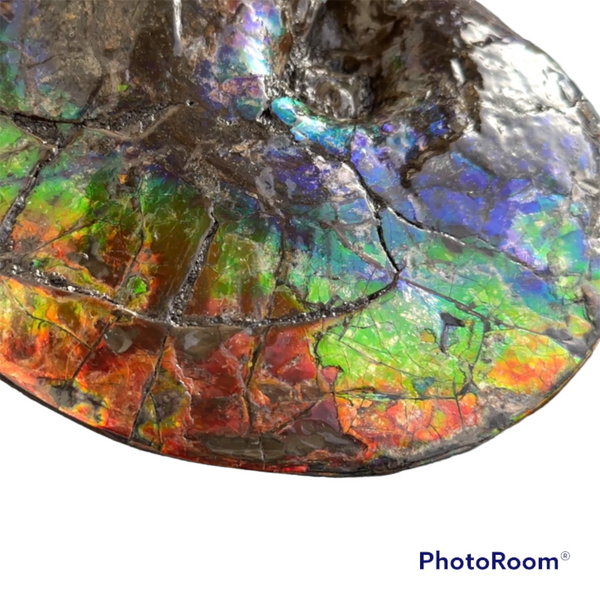 AF-89   Ammonite Fossil - Placenticeras meeki　Ammolite **FREE SHIPPING***　