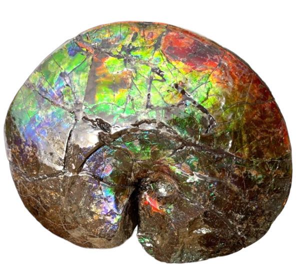 AF-89   Ammonite Fossil - Placenticeras meeki　Ammolite **FREE SHIPPING***　