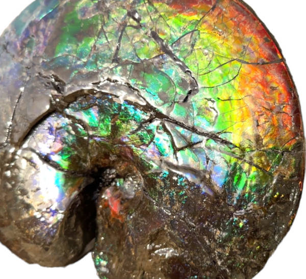 AF-89   Ammonite Fossil - Placenticeras meeki　Ammolite **FREE SHIPPING***　