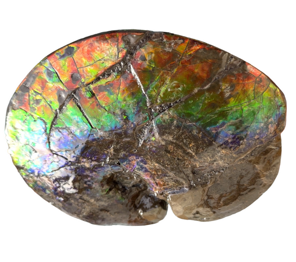 AF-89   Ammonite Fossil - Placenticeras meeki　Ammolite **FREE SHIPPING***　