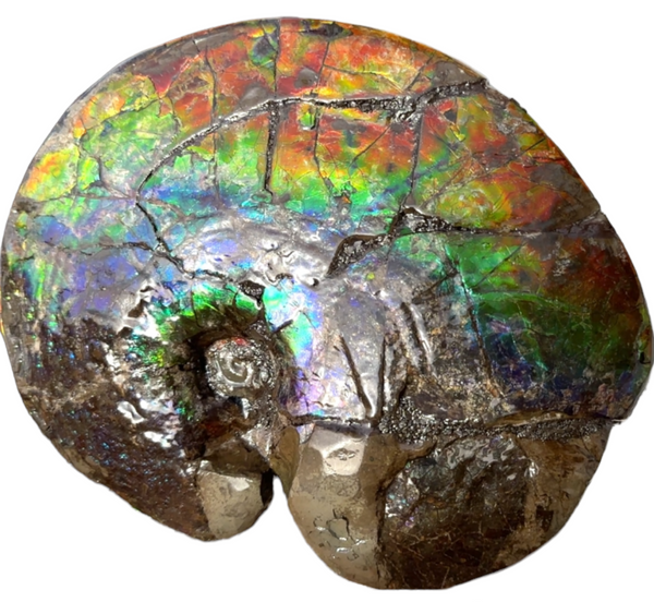 AF-89   Ammonite Fossil - Placenticeras meeki　Ammolite **FREE SHIPPING***　