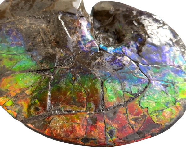 AF-89   Ammonite Fossil - Placenticeras meeki　Ammolite **FREE SHIPPING***　