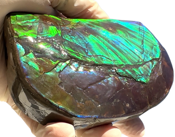 ★SALE★4.56" RARE High Grade Double-Sided Handheld Gem Specimen with horns ( nipplites)  CS-235 * Ammolite  Free Shipping! アンモライトFREE SHIPPING!