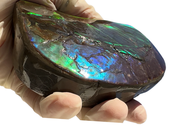 ★SALE★4.56" RARE High Grade Double-Sided Handheld Gem Specimen with horns ( nipplites)  CS-235 * Ammolite  Free Shipping! アンモライトFREE SHIPPING!